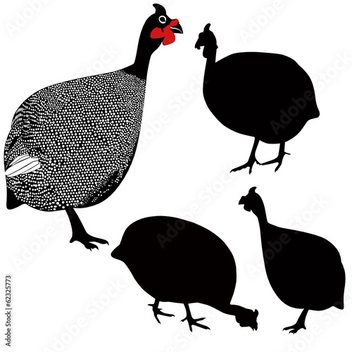 guinea fowl