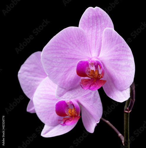 bouquet of magenta orchids