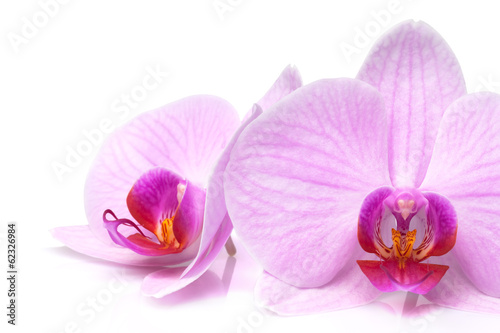 Fototapeta Naklejka Na Ścianę i Meble -  magenta orchid