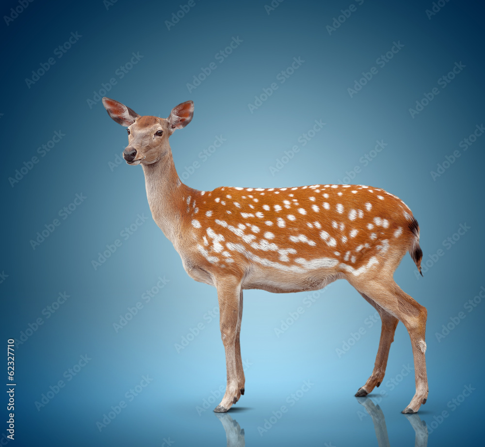 spotty deer