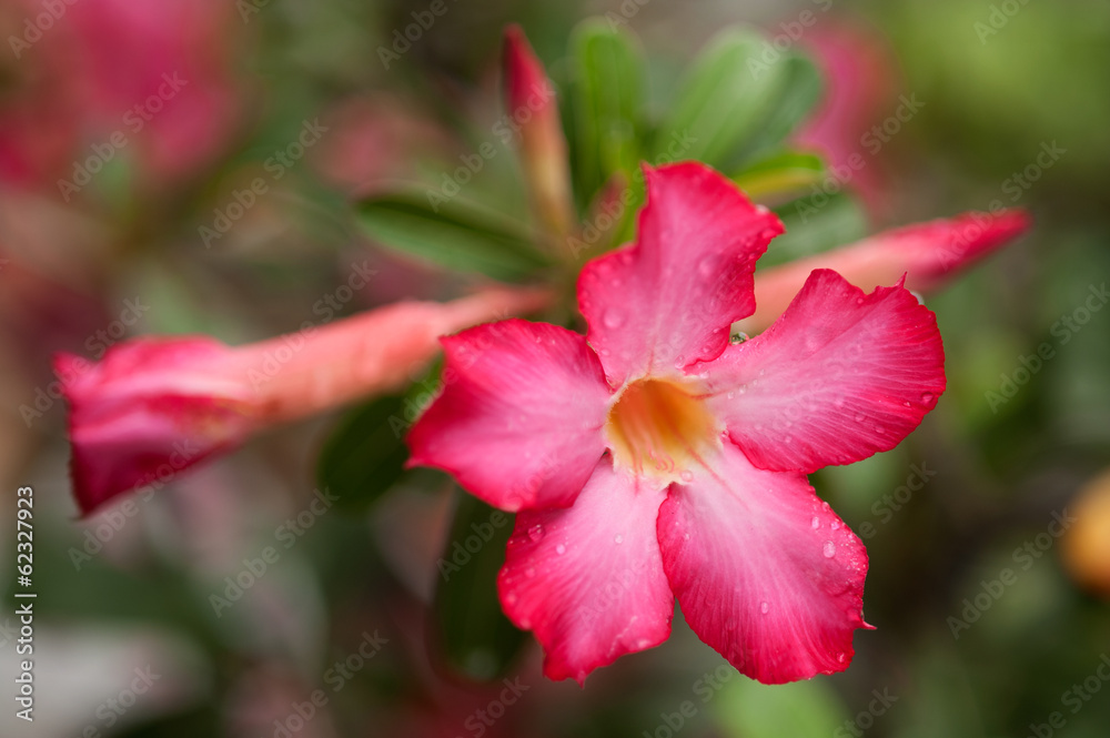 Pink Impala Lily or Desert rose flowers.