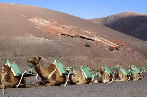 camels at Timanfaya national park in Lanzarote wait for tourists