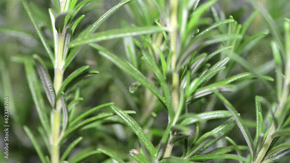 Rotating Rosemary Plant (loopable) Rotating Rosemary Plant (loopable)