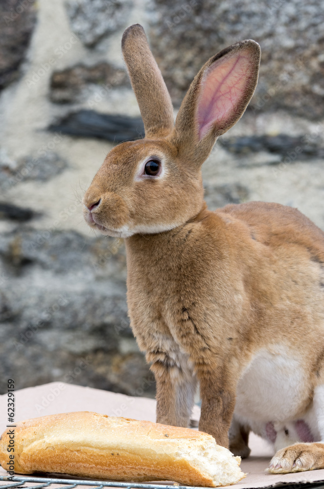 Obraz premium Lapin