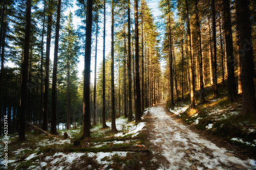 Fototapeta Naklejka Na Ścianę i Meble -  Beautiful winter sunny photo taken in Beskid mountains