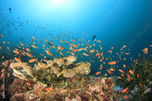 Fototapeta Naklejka Na Ścianę i Meble -  Coral Reef Underwater