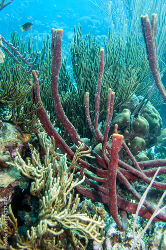 Underwater coral reef erect rope sponge Amphimedon compressa photo