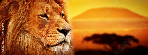 Portret lwa na sawannie. Kilimandżaro o zachodzie słońca. Safari