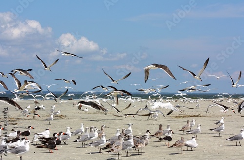 Group of Seabirds Taking Off