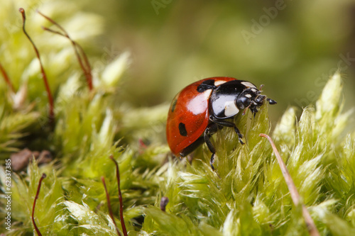 ladybug macro on a fluffy moss spring. horizontal