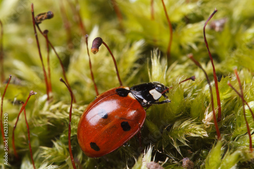 Macro red ladybug on a fluffy moss spring. © FomaA