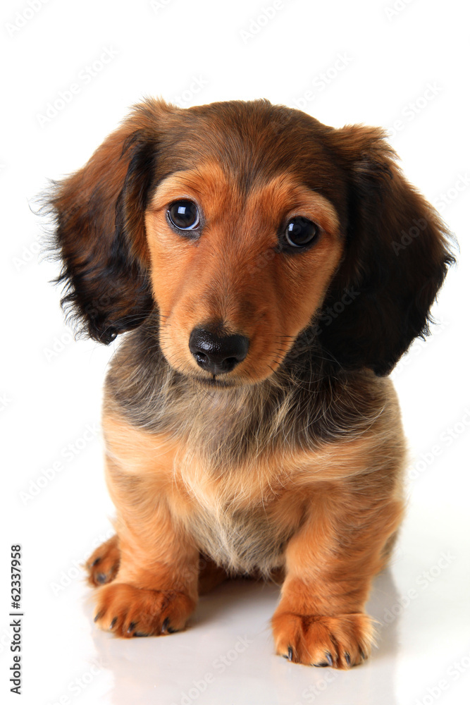 Dachshund puppy