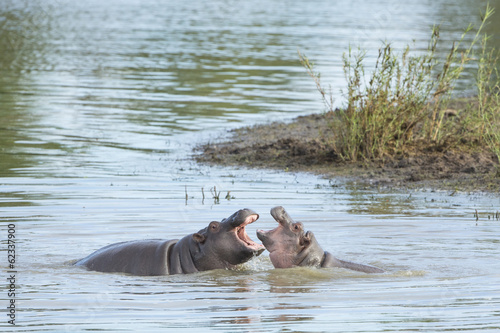 Two Hippo (Hippopotamus amphibius) youngerster playing in water