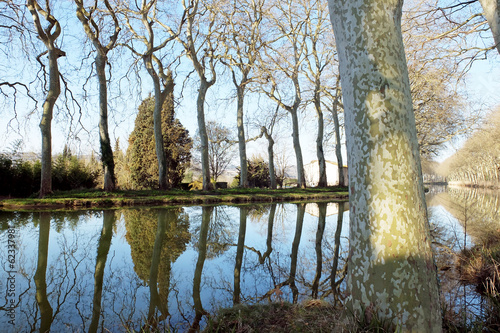 Canal du Midi, Lauragais, platanes photo