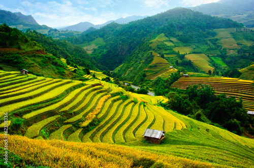 Rice fields on terraces in vietnam