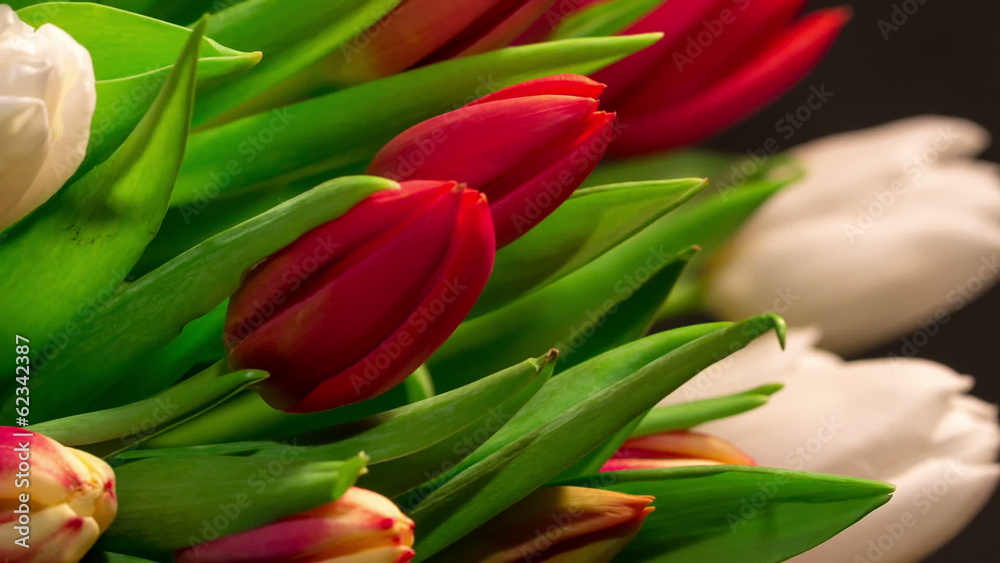 Bouquet of bright tulips blooms, macro moving
