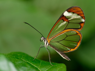 Poster Vlinder Transparante glasswing vlinder in detail  © michellesc