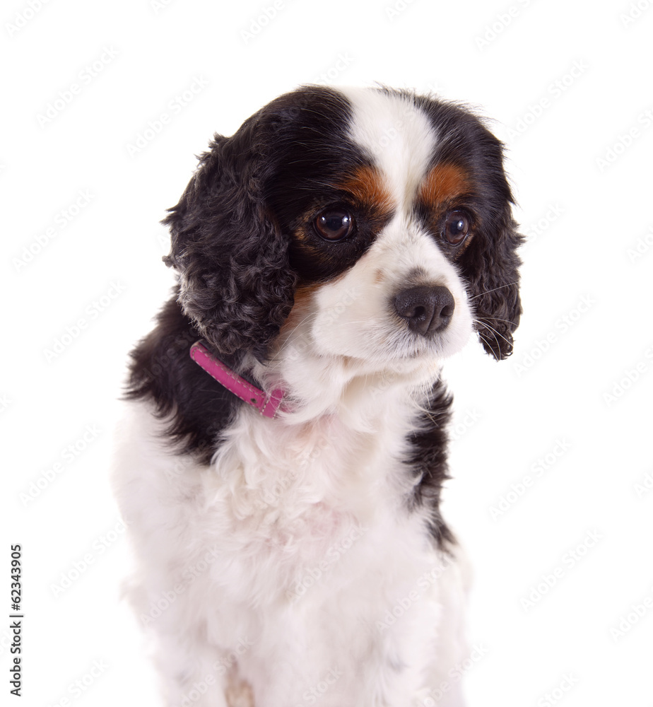 King Cavalier Charles Spaniel Weibchen King Cavalier Charles Spaniel Weibchen