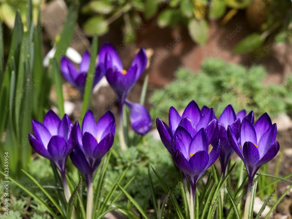 Purple crocus flowers in garden Purple crocus flowers in garden