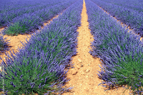 valensole provenza campi di lavanda photo