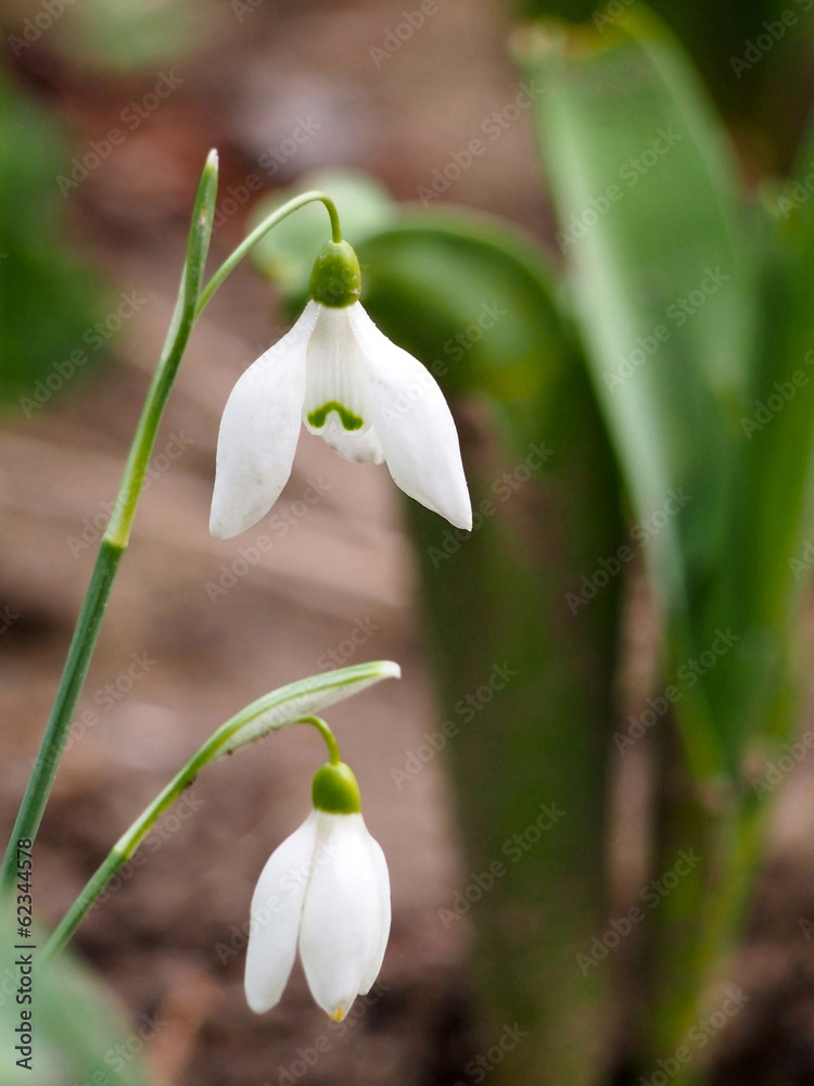 Snowdrop flowers in garden (Galanthus nivalis) Snowdrop flowers in garden (Galanthus nivalis)