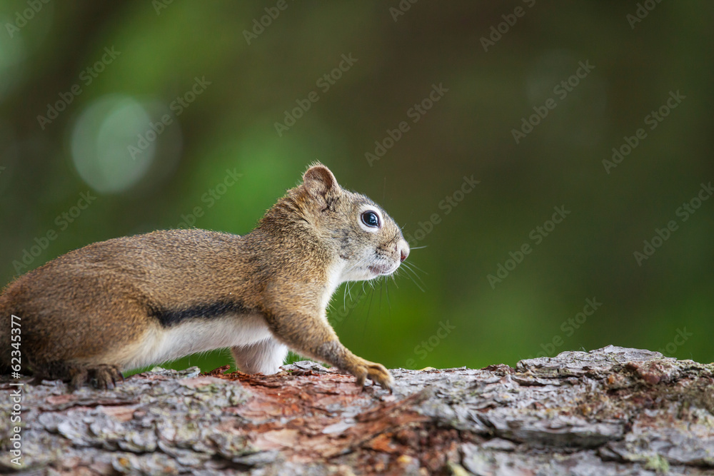 Squirrel Squirrel