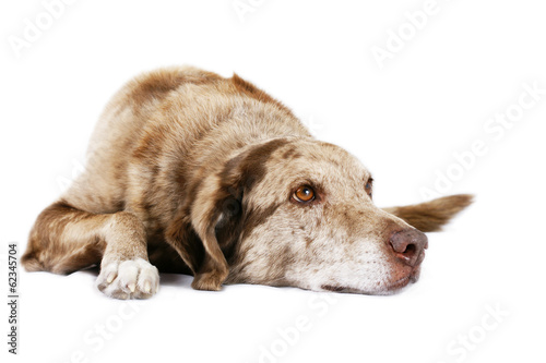 Dog laying down