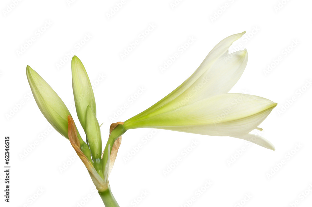 Obraz premium Amaryllis