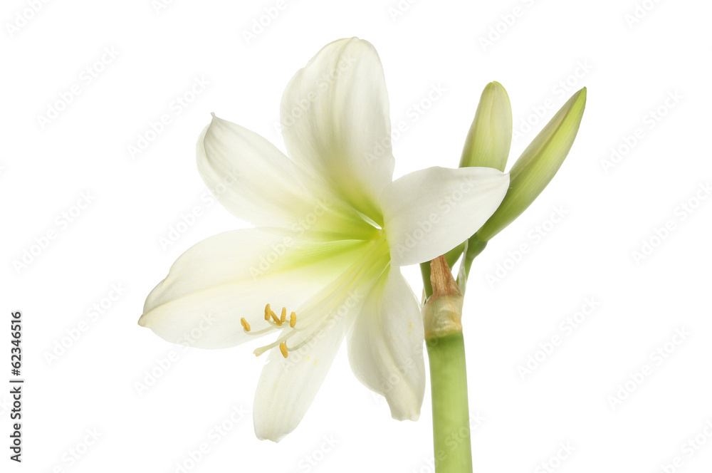 Amaryllis