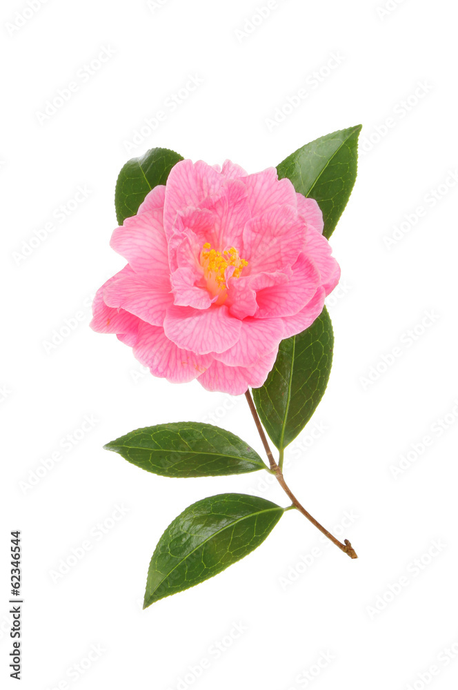 Magenta camellia Magenta camellia