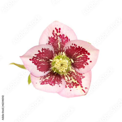 Hellebore