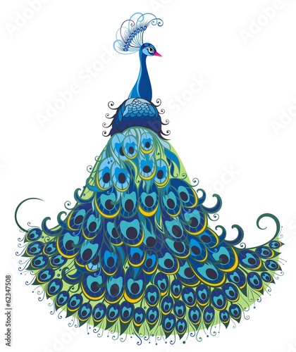 Peacock vector background