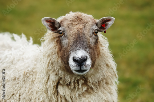Sheep © drewrawcliffe