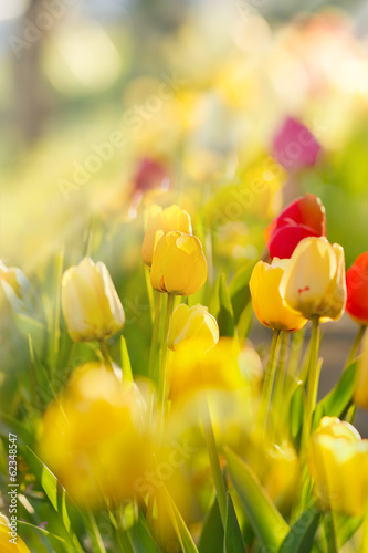 Fototapeta Naklejka Na Ścianę i Meble -  Beautiful tulips