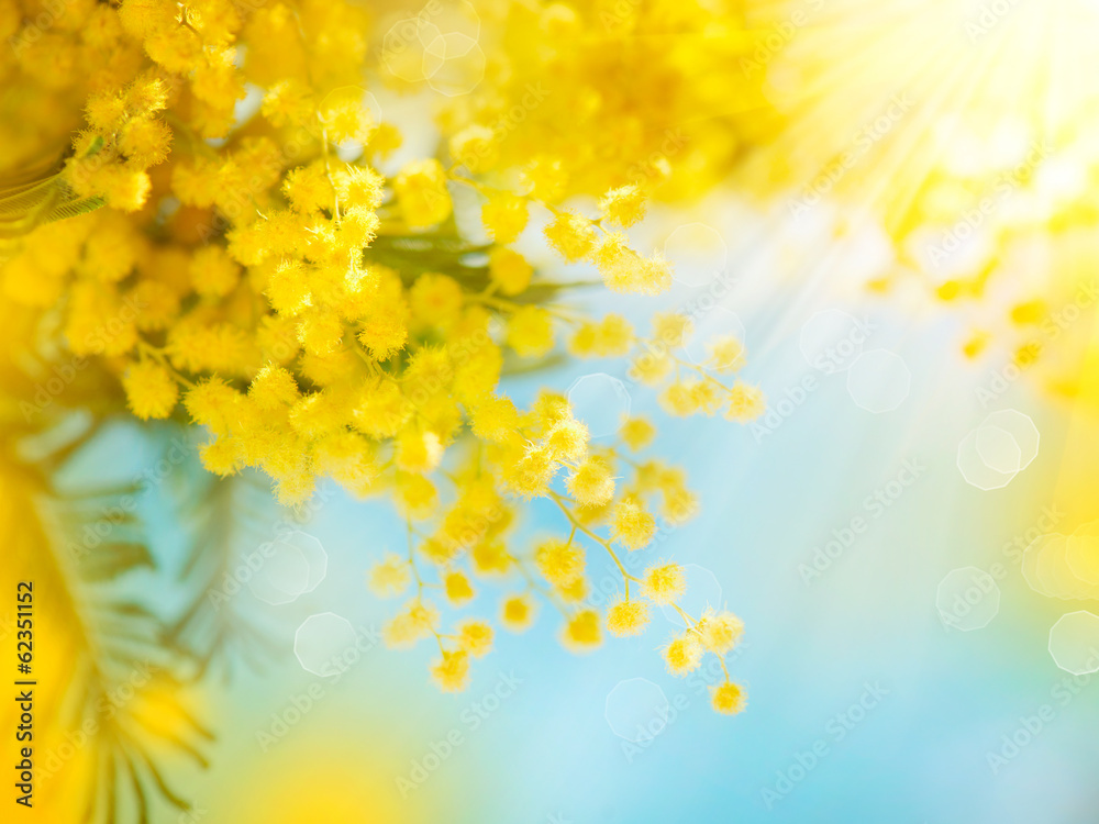 Mimosa Spring Flowers Easter background. Blooming mimosa tree - obrazy, fototapety, plakaty 