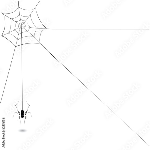 spider