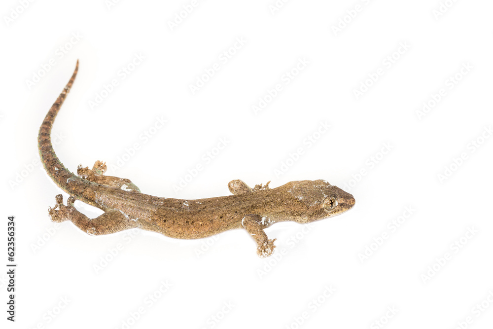 Naklejka premium Lizard