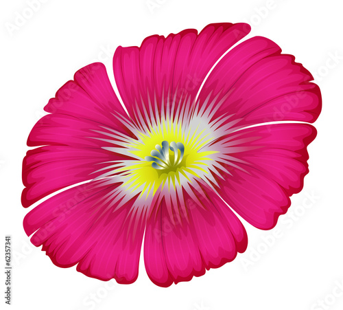 A pink flower