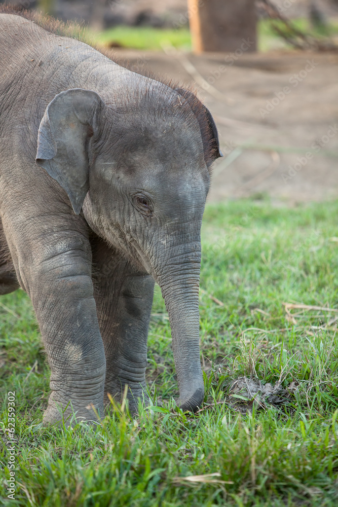 Elephant farm near Chitwan nation park in Nepal Elephant farm near Chitwan nation park in Nepal