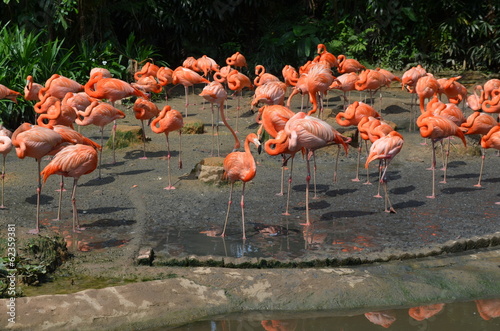 Pink Flamingoes