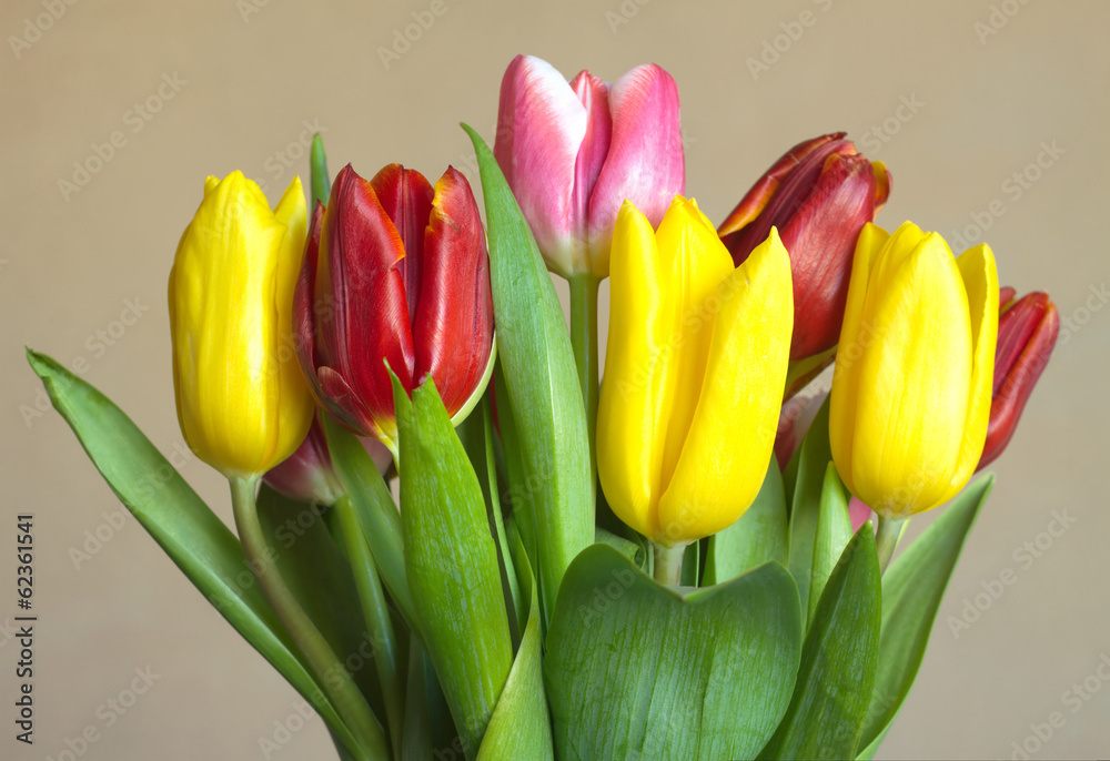 Bouquet of color tulips on beige background closeup Bouquet of color tulips on beige background closeup