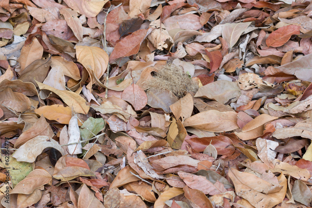 Dried leaves background