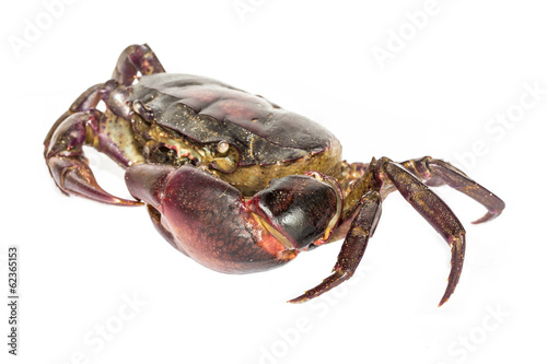 red crab with white background