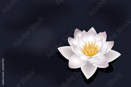 vector lotus flower