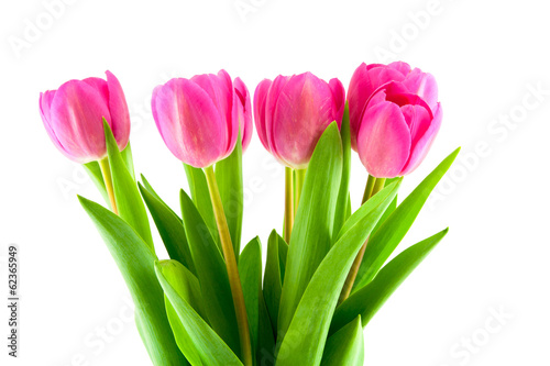 bouquet of pink tulips isolated © nblxer