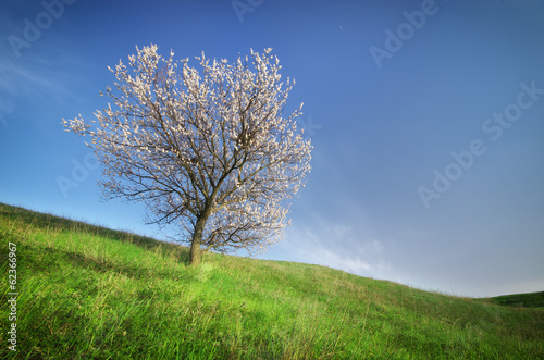 Spring tree in green meadow