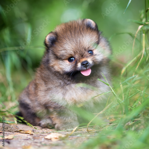 Small Pomeranian puppy in grass