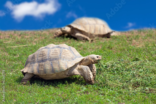 Two large tortoises