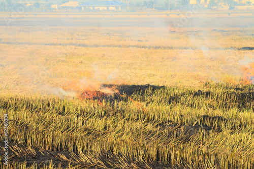 Rice straw burning in the farm