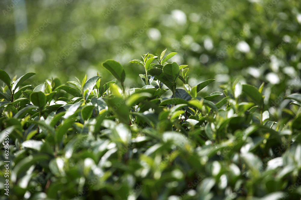 many green tea leaf in sun light